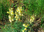 Dscf0148.jpg (37827 Byte)
