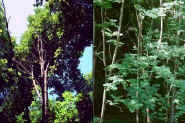 Dscf0174.jpg (32722 Byte)