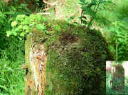 Dscf0183.jpg (40818 Byte)
