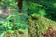 Dscf0184.jpg (41051 Byte)