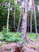 010601NAJU006.jpg (49845 Byte)