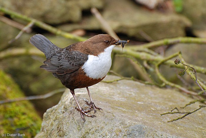 020  jede Viertelstunde startet ein Elternteil mit  Nahrung zum Nest