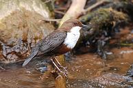 027 ... der beim Wasserrauschen kaum zu hoeren ist