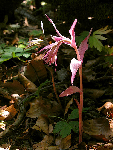 Rosastendelwurz