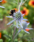 distelhummel_NatUrweg.jpg (21654 Byte)