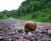 weinbergschnecke_auf_dem_NatUrweg.jpg (27984 Byte)