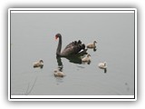14 Schwarzschwan