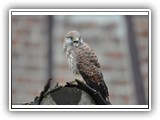 26 Turmfalke