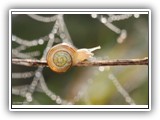 33 Vor dem Spinnennetz