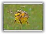 44 Schwebfliegen