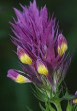 Ackerwachtelweizen FKB-Ost