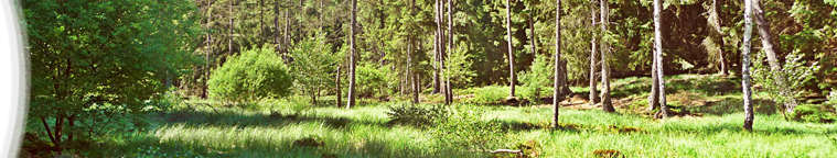 NSG Diebskeller - Landgrafenborn