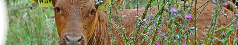 Weidegemeinschaft Goldbachtal