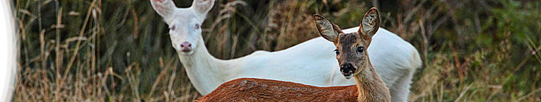 Gerhard Kalden - Heimische Tier- und Pflanzenwelt