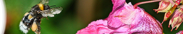 Gerhard Kalden - Heimische Flora