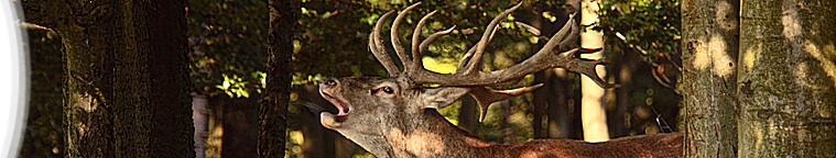 Gerhard Kalden - Einheimische Tiere