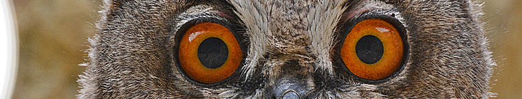 Dieter Bark - Die Uhugeschichte