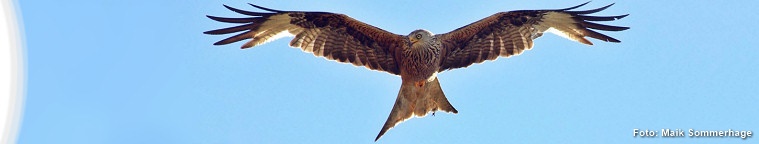 Der Rotmilan in Sachsen und Südbrandenburg