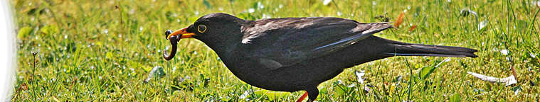 Birding für Ahnungslose