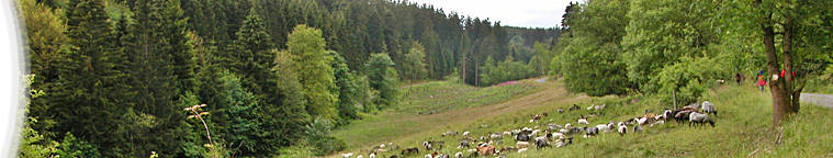 Grenztrail - Green Trail