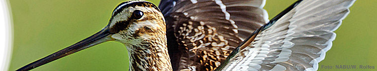 Grundwissen Vogelbestimmung