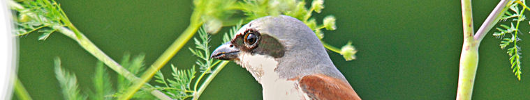 Vogel entdeckt - Herz verloren